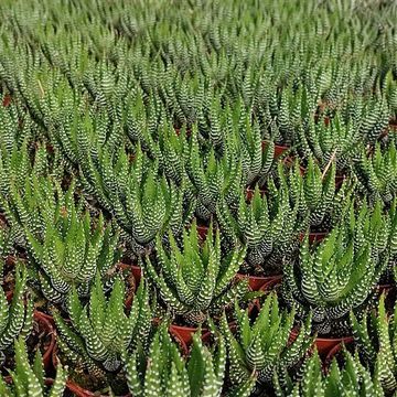 Haworthia 'Superfasciata'