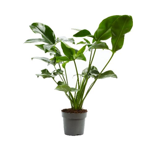 Philodendron 'Fun Bun'