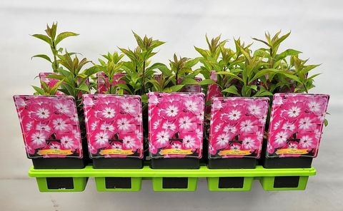 Phlox LIGHT PINK FLAME
