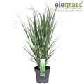 Panicum virgatum 'Northwind'