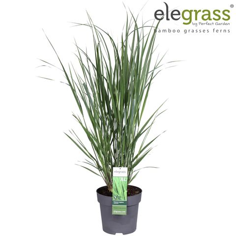 Panicum virgatum 'Northwind'