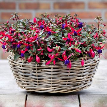 Fuchsia BELLA FUCHSIA SACHA