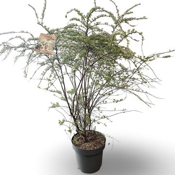 Spiraea x cinerea 'Grefsheim'