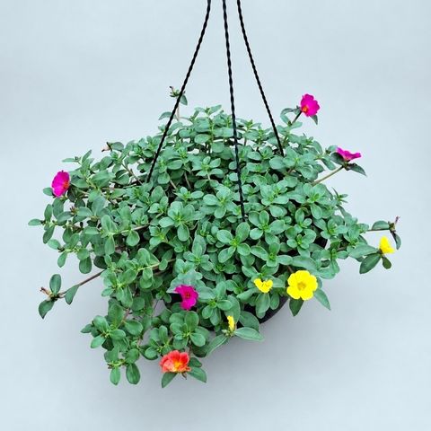 Portulaca oleracea CUPCAKE MIX IN POT