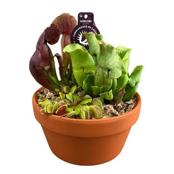 Carnivorous plants MIX