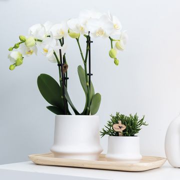 Pot KOLIBRI HOME RING