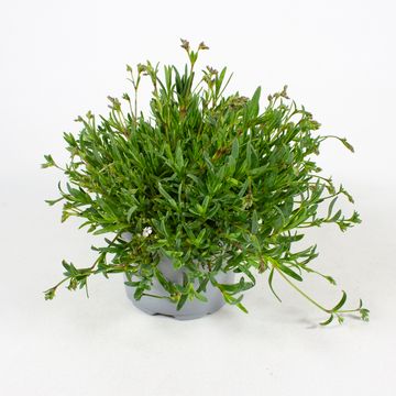 Gypsophila repens