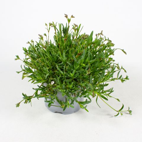 Gypsophila repens