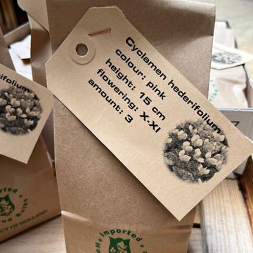 Cyclamen hederifolium