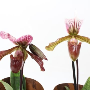 Paphiopedilum 'Schaetzchen'