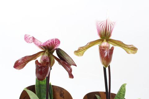 Paphiopedilum 'Schaetzchen'
