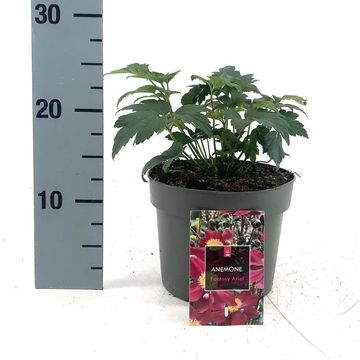 Anemone hupehensis FANTASY ARIEL