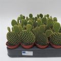 Opuntia microdasys pallida