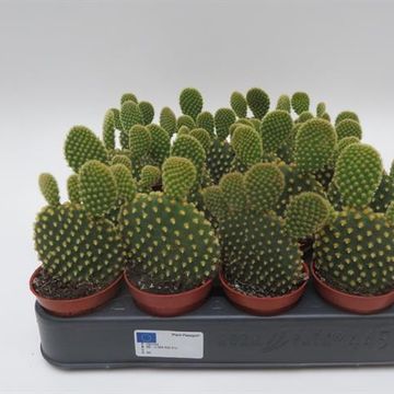 Opuntia microdasys pallida