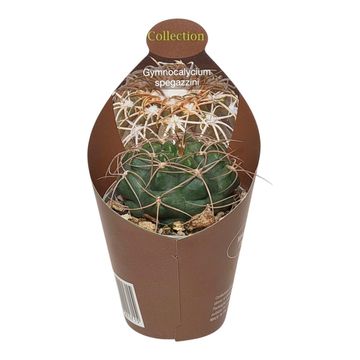 Gymnocalycium spegazzinii