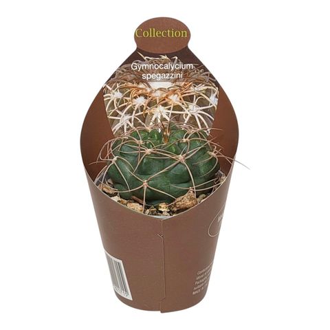 Gymnocalycium spegazzinii