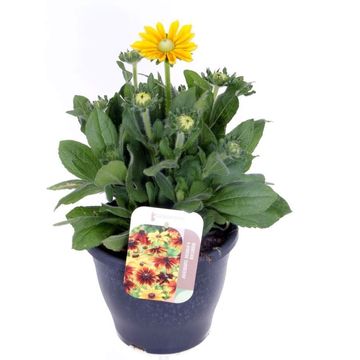 Rudbeckia hirta MIX
