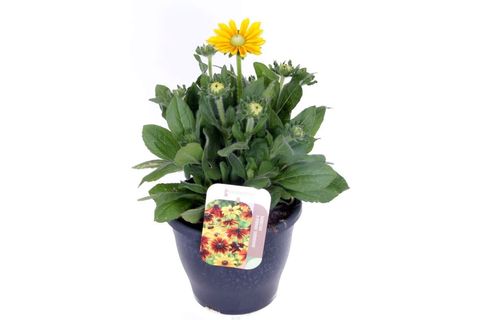 Rudbeckia hirta MIX