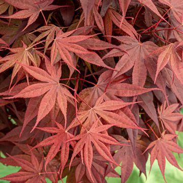Acer palmatum 'Livy'