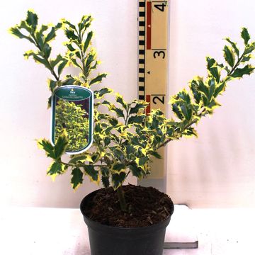 Ilex aquifolium 'Golden DJ'