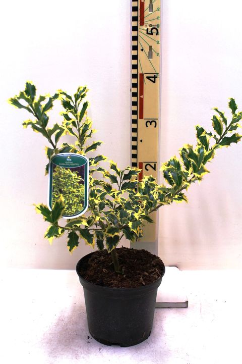 Ilex aquifolium 'Golden DJ'