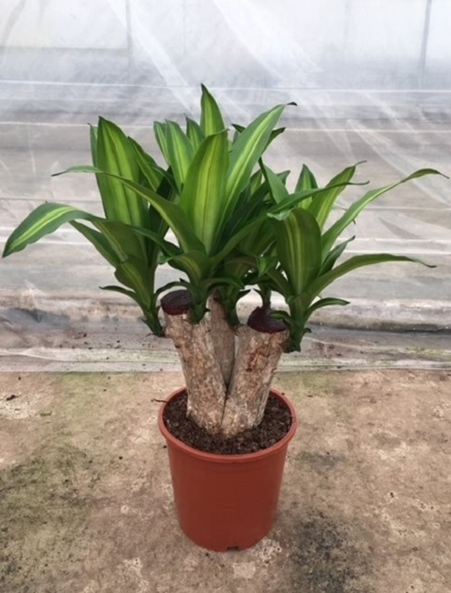 Dracaena fragrans 'Massangeana' — Plant Wholesale FlorAccess