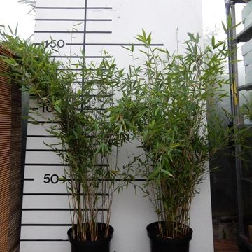 Fargesia 'Winter Joy'