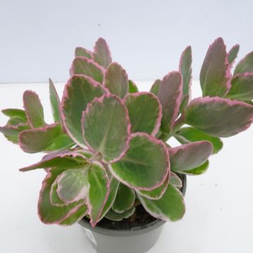 Sedum telephium SEDUCTION LA VIE EN ROSE