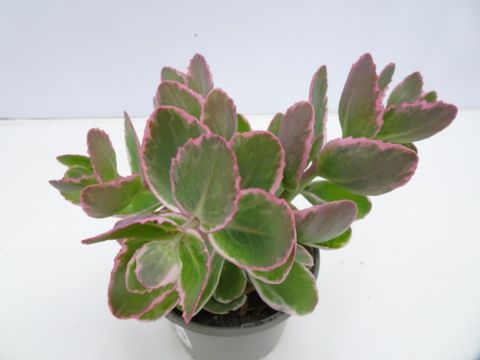 Sedum telephium SEDUCTION LA VIE EN ROSE