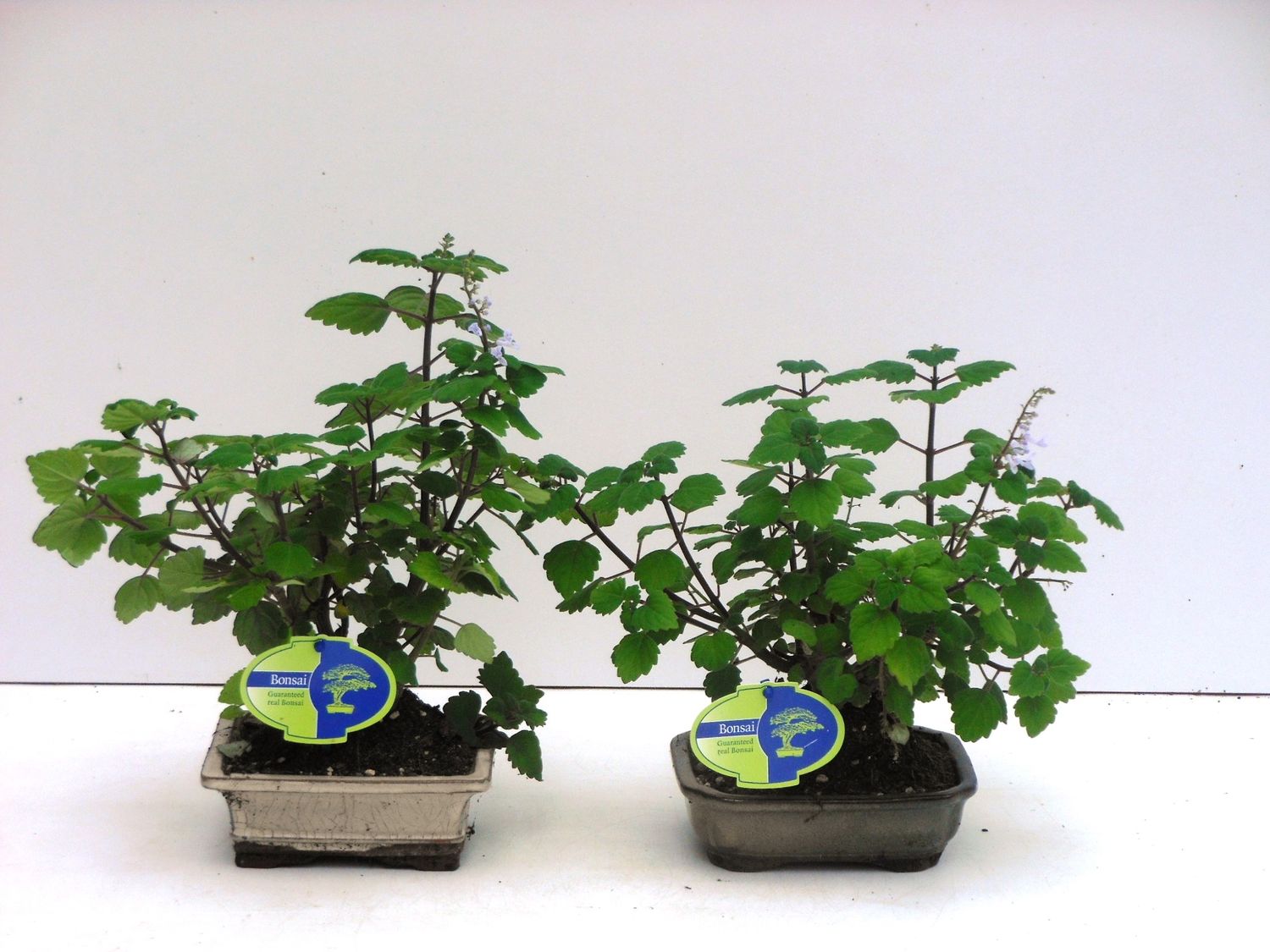 Plectranthus ernstii (P15 cm H25 - 35 cm) – Plant Wholesale FlorAccess