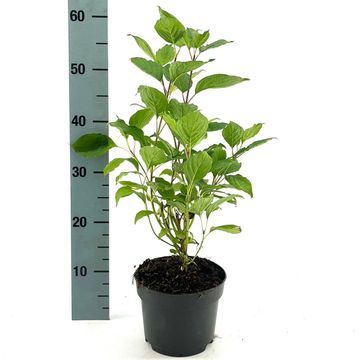 Cornus alba 'Sibirica'