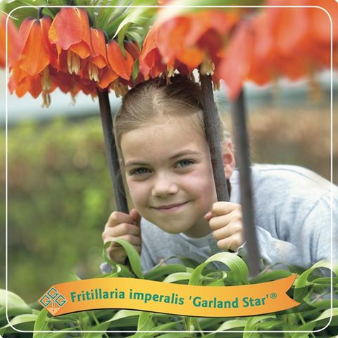 Fritillaria imperialis 'Garland Star'