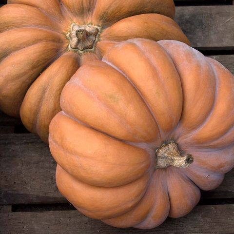 Cucurbita moschata 'Musqée de Provence'