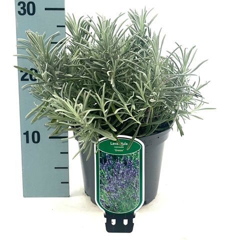 Lavandula x intermedia 'Grosso'