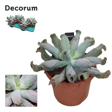Echeveria 'Culibra'