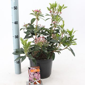 Kalmia latifolia 'Ginkona'