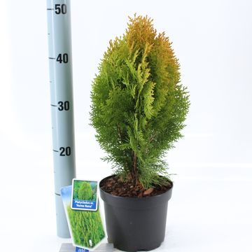 Thuja occidentalis 'Aurea Nana'