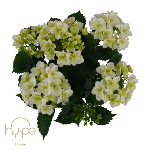 Hydrangea macrophylla 'Double Dutch White'