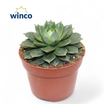Echeveria parva