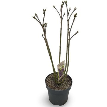 Syringa vulgaris 'Andenken an Ludwig Späth'