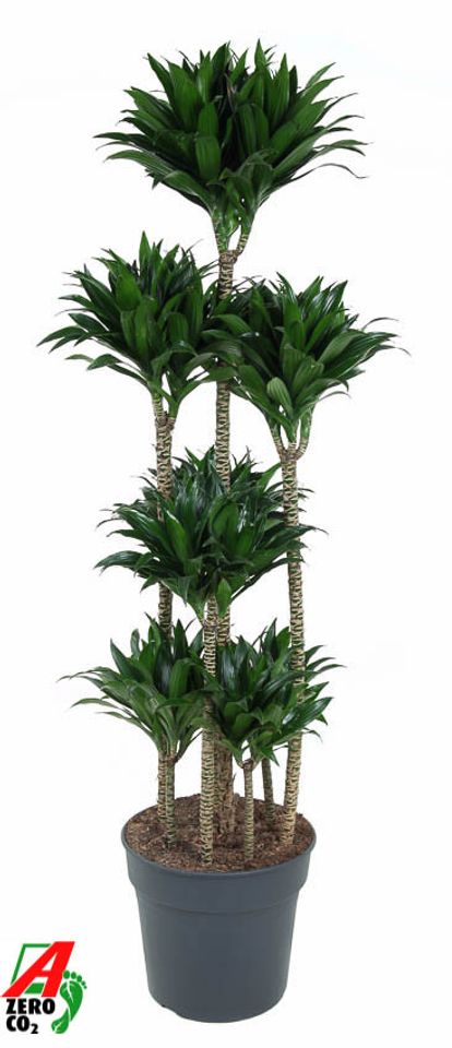 Dracaena fragrans 'Compacta'