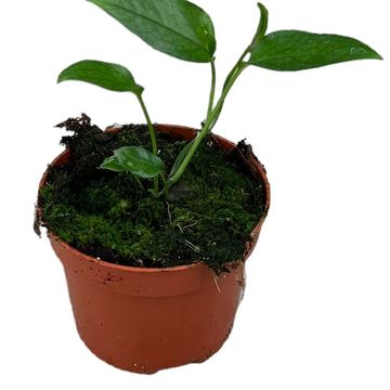 Epipremnum pinnatum 'Skeleton Key'