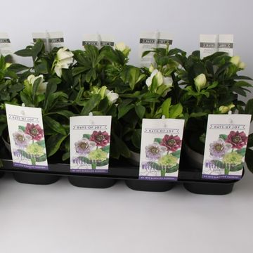 Helleborus orientalis 'White Spotted'