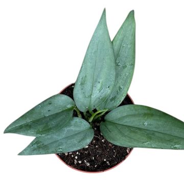 Scindapsus hederaceus SILVER