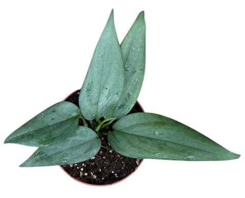 Scindapsus hederaceus SILVER