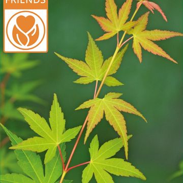 Acer palmatum 'Katsura'