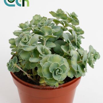 Sedum sieboldii