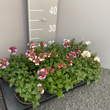 Nemesia FAIRY KISSES MIX