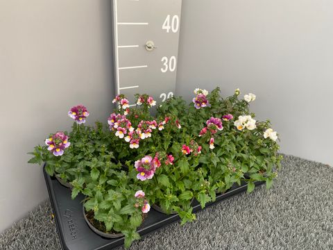 Nemesia FAIRY KISSES MIX