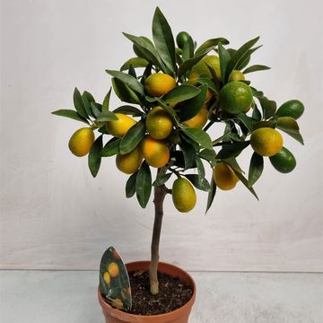 Citrus japonica 'Margarita'